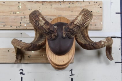 CORSICAN RAM Horns on a Wooden Wall Pedestal