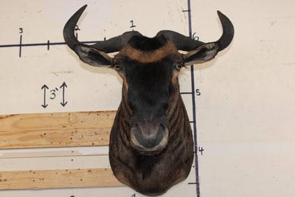 BLUE WILDEBEEST Shoulder Mount