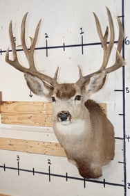 13-Point MULE DEER Shoulder Mount