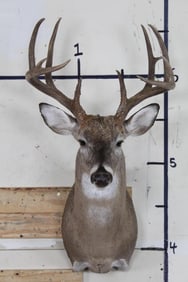 11-Point WHITETAIL DEER Shoulder Mount