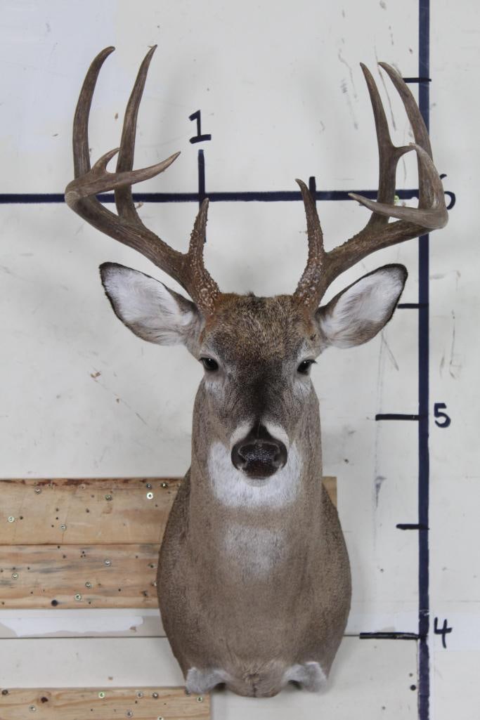 11-Point WHITETAIL DEER Shoulder Mount (1 of 9)
