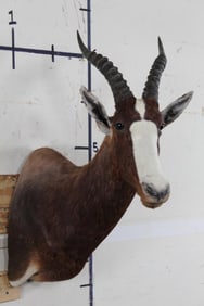 BLESBOK Shoulder Mount