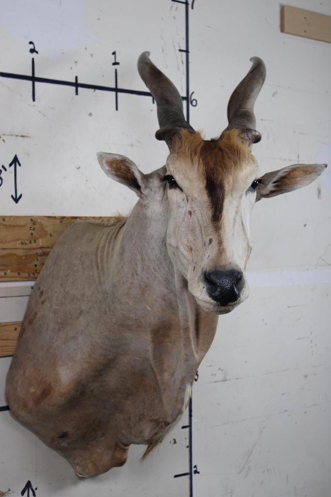 Big ELAND Shoulder Mount (1 of 10)