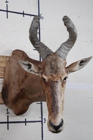 RED HARTEBEEST Shoulder Mount