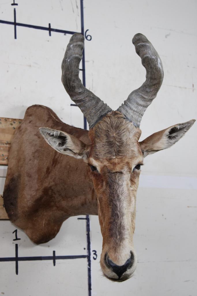 RED HARTEBEEST Shoulder Mount (1 of 12)