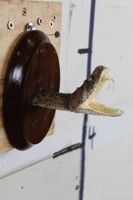 Western Diamondback Rattlesnake "Shoulder Mount" on a Wood Plaque