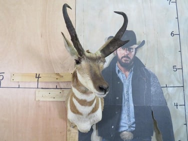 PRONGHORN Shoulder Mount