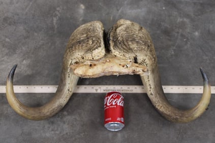 MUSK OX Horns on a Skull Cap
