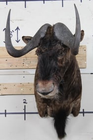 BLACK WILDEBEEST Shoulder Mount