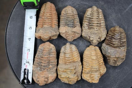 7 TRILOBITE Fossils From Morocco (ONE$)