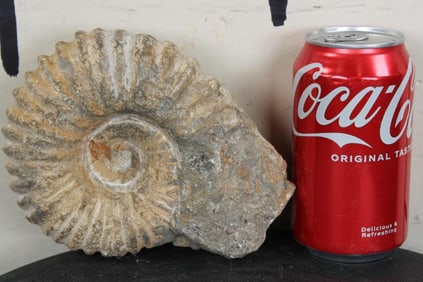AMMONITE Fossil from Madagascar