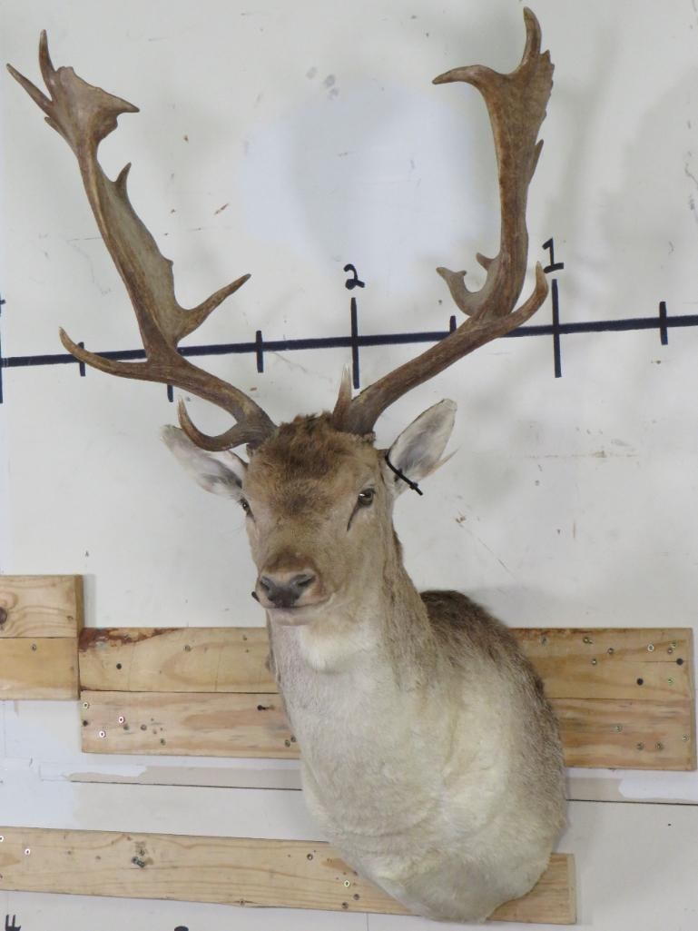 FALLOW DEER Shoulder Mount (1 of 11)