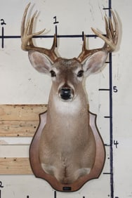 11-Point WHITETAIL DEER Shoulder Mount on a Wooden Plaque