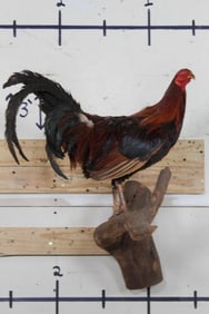Life-sized ROOSTER on a Real Wood Log Perch