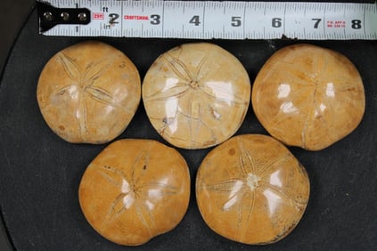 5 SEA URCHIN Fossils (ONE$)