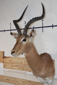 IMPALA Shoulder Mount