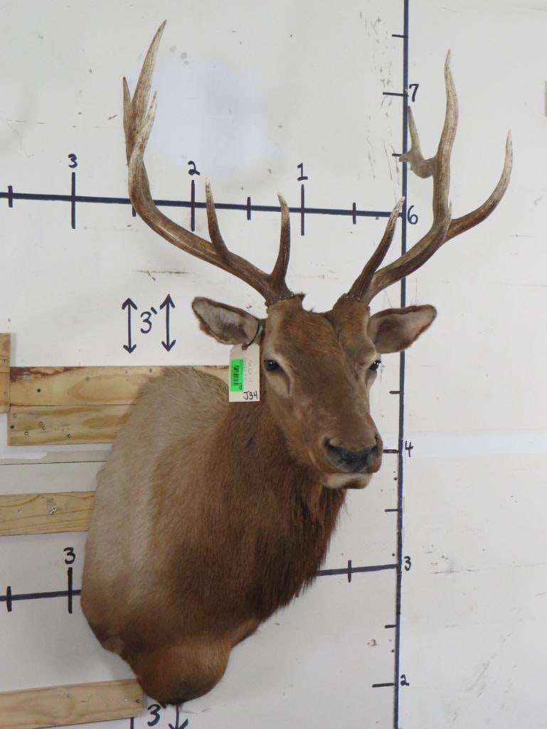 ELK Shoulder Mount (1 of 12)