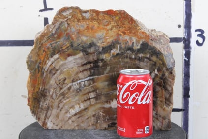 Big and Thick Arizona Rainbow Agatized PETRIFIED WOOD Slice