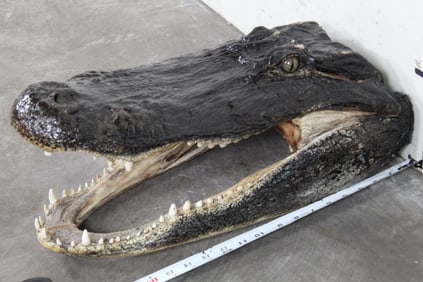 BIG ALLIGATOR Head with all its Big Teeth