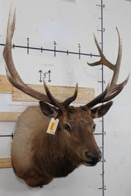 ELK Shoulder Mount