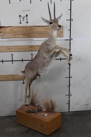Life-sized VAAL REEDBUCK On a Decorative Wood Base
