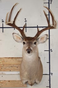 Big 10-Point WHITETAIL DEER Shoulder Mount