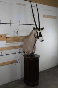 GEMSBOK on a Wooden Pedestal