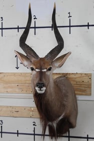 NYALA Shoulder Mount