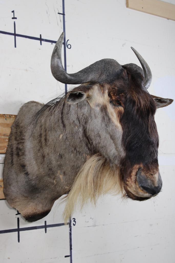 White Bearded GNU Shoulder Mount (1 of 12)