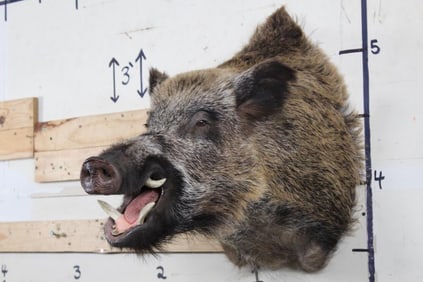 RUSSIAN BOAR Shoulder Mount
