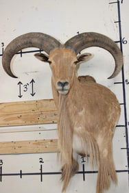 Big AOUDAD Wall Pedestal