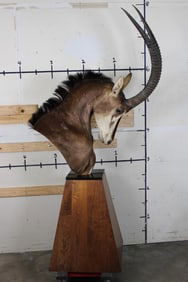 Big SABLE on a Wood and Black Stone Pyramid Pedestal Mount