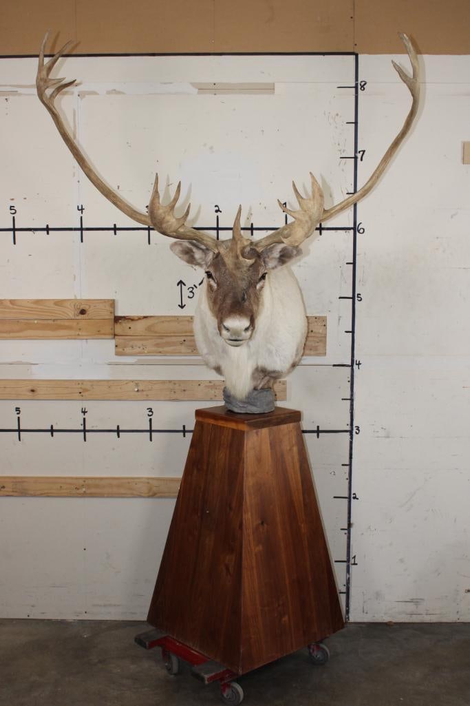 Big 24-Point CARIBOU Pedestal Mount on a Wooden Pyramid Base (1 of 13)