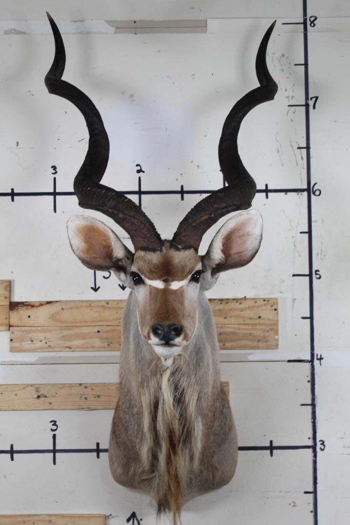 XL KUDU Shoulder Mount with Removable Horns (1 of 12)