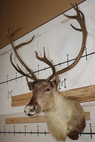 24-Point Big Double Shovel CARIBOU Shoulder Mount