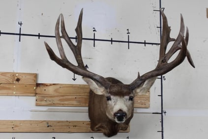XXL 15-Point MULE DEER Shoulder Mount with a Bullet Mark on Left Antler