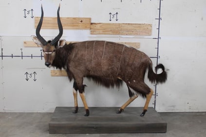 Life-sized NYALA with Removable Horns on a Wooden Base