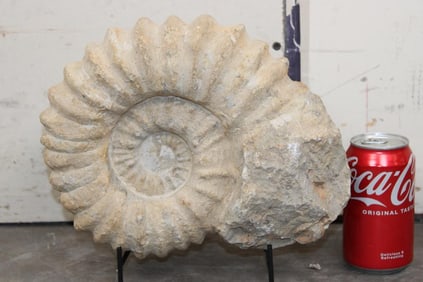Big AMMONITE Fossil from Madagascar with a Display Stand. Weight: 17 lbs 12 oz