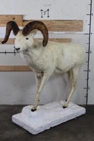 Life-sized BIGHORN DALL SHEEP on a Snowy Base