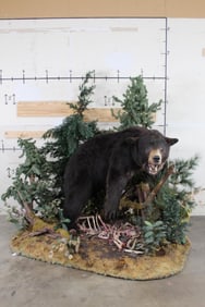 Big Life-sized BLACK BEAR on a Forest Base with WHITETAIL DEER Bones