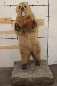 Life-sized Standing GRIZZLY BEAR on a Reproduction Rock Base with Wheels