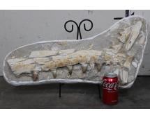 XL 31 Lb MOSASAUR Skull Fossil in its Original Rock Matrix with a Display Stand