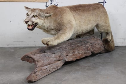 Life-sized MOUNTAIN LION/COUGAR on a Real Wood Log Base