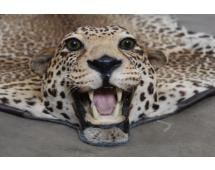*TEXAS RESIDENTS ONLY* LEOPARD Hide Rug with its Mounted Head