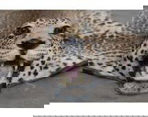 *TEXAS RESIDENTS ONLY* LEOPARD Hide Rug with its Mounted Head