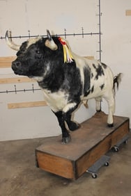 Big Life-sized Mexican FIGHTING BULL on a Big Wooden Base
