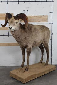 Life-sized ROCKY MOUNTAIN BIGHORN SHEEP Mount