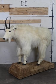 Life-sized MOUNTAIN GOAT on a Wood Base with Wheels