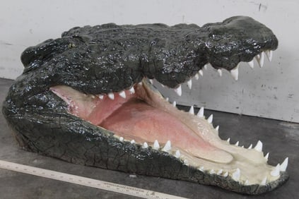 Reproduction CROCODILE Head from an 18'2" Crocodile