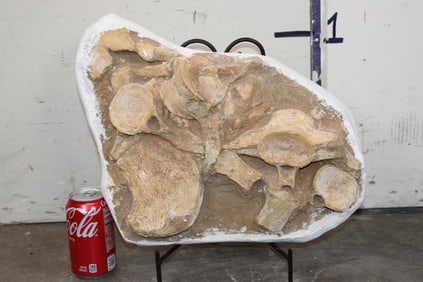 BIG 22 lb MOSASAUR Fossil with Vertebrae and Bones in its Original Rock Matrix